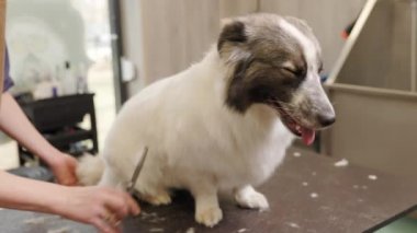 groomer cuts dog with scissors at salon. Professional cares for a dog in a specialized salon. Groomers hands with scissors.
