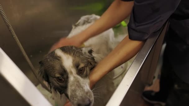 Dog Taking Bath Groomer Washing Dog Rag Grooming Salon — Vídeos de Stock