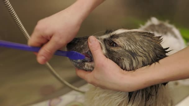 Groomer brushing teeth of the dog with a special brush for animals — Stok video