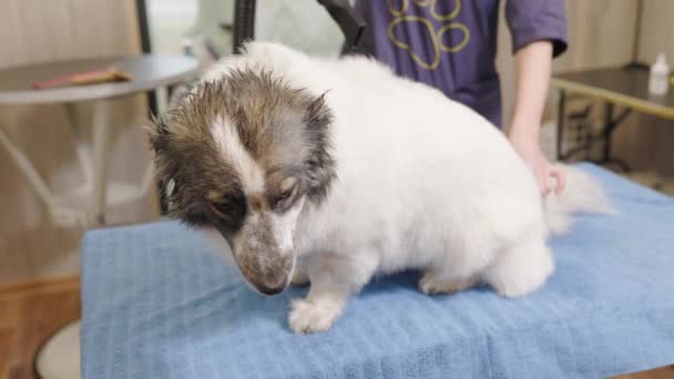 Groomer seca cão com secador de cabelo depois de lavar no salão de aliciamento. — Vídeo de Stock
