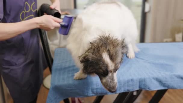 Groomer combing a dog with a slicker brush. working vacuum cleaner — Stockvideo