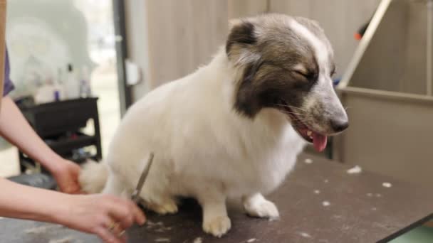 Pfleger schneidet Hund mit Schere im Salon Professionelle Pflege eines Hundes in einem spezialisierten Salon. Groomers Hände mit der Schere. — Stockvideo