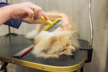 Kuaförde tükürük tarama, büyük saç kesimi ve tıraş, evcil hayvanlar için profesyonel salonda bir köpeğe bakar.
