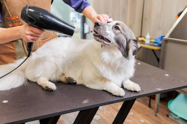 Groomer Dries Dog Hair Dryer Bath Grooming Animals Grooming Drying — Stock Fotó