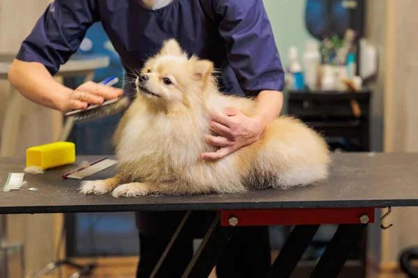 Groomer Combing Wool Spitz Salon Grooming Master Cuts Shaves Cares — Stock Photo, Image