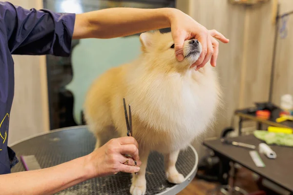 Spitz Grooming Grooming Professional Groomer Salon Dog Groomer Groomer Holds — ストック写真