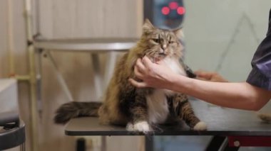 Kuaförde tarak Maine Rakun 'un tüylerini tarayan bir kuaför. Evcil hayvanların bakımı