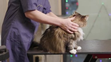 groomer Brushing Maine Coon cat's fur by using comb in the grooming salon. Care of pets