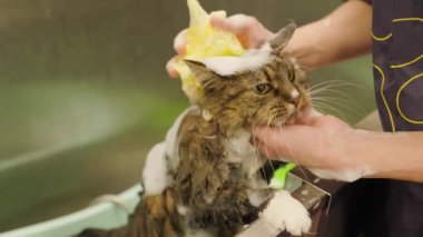 groomer washing or barhing Maine Coon cat in grooming salon. Cat bathing. Care of the pets. Groomer rubbing head with washcloth. a lot of foam