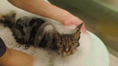 groomer washing or barhing Maine Coon cat in grooming salon. Cat bathing. Care of the pets. a lot of foam