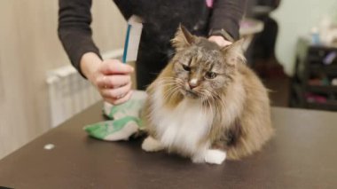 groomer Brushing Maine Coon cat's fur by using comb in the grooming salon. Care of pets