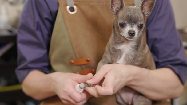 犬の爪を提出する電子機器を使用してグルーマー グルーマーは爪を切り 犬の爪をトリム — ストック動画