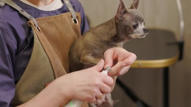 犬の爪を提出する電子機器を使用してグルーマー グルーマーは爪を切り 犬の爪をトリム — ストック動画