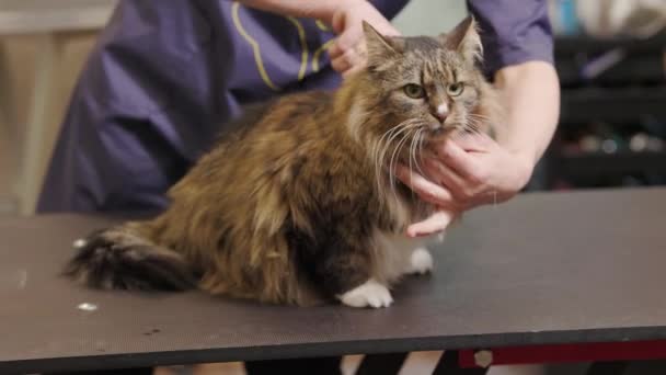Groomer Brushing Maine Coon Cat Fur Using Comb Grooming Salon — Stockvideo