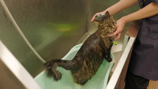 Groomer Washing Barhing Maine Coon Cat Grooming Salon Cat Bathing — Stock videók