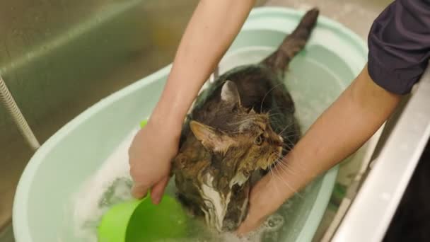 Groomer Washing Barhing Maine Coon Cat Grooming Salon Cat Bathing — Stock Video