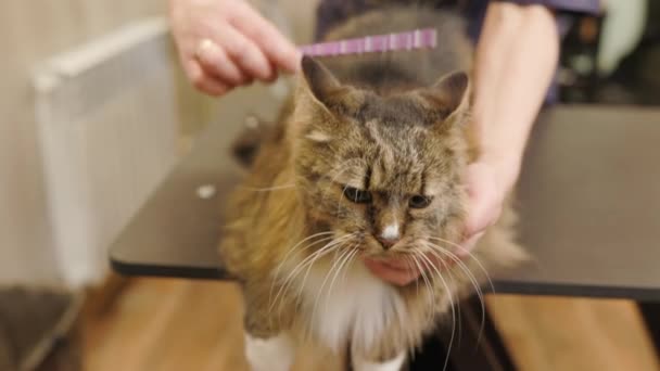 Groomer Brushing Maine Coon Cat Fur Using Comb Grooming Salon — Stock Video