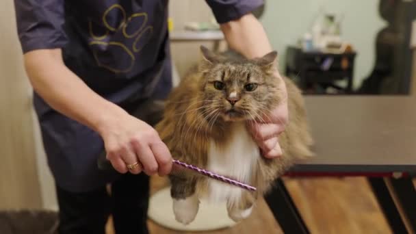 Groomer Harjaus Maine Pesukarhu Kissan Turkista Käyttämällä Kampa Grooming Salonki — kuvapankkivideo