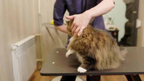 Groomer Harjaus Maine Pesukarhu Kissan Turkista Käyttämällä Kampa Grooming Salonki — kuvapankkivideo