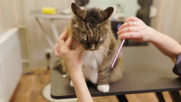Groomer Brushing Maine Coon Cat Fur Using Comb Grooming Salon — Stockvideo