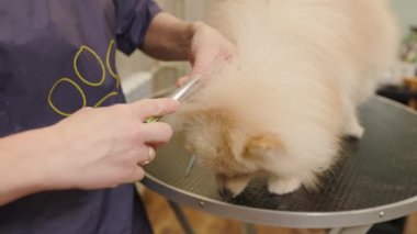 Happy cute white Pomeranian Dog getting groomed at salon. Professional cares for a dog in a specialized salon. Groomer's cuting with scissors.