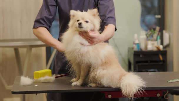 Onnellinen Söpö Valkoinen Pomeranian Dog Saada Groomed Salonki Ammattimainen Hoitaa — kuvapankkivideo