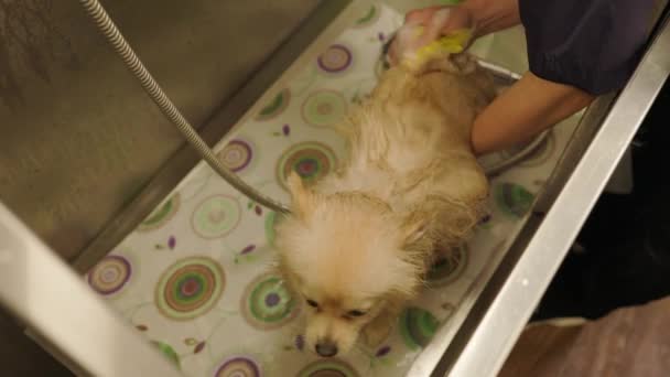 Groomer Bathes Spitz White Pomeranian Take Bath Care Dog — Stock video