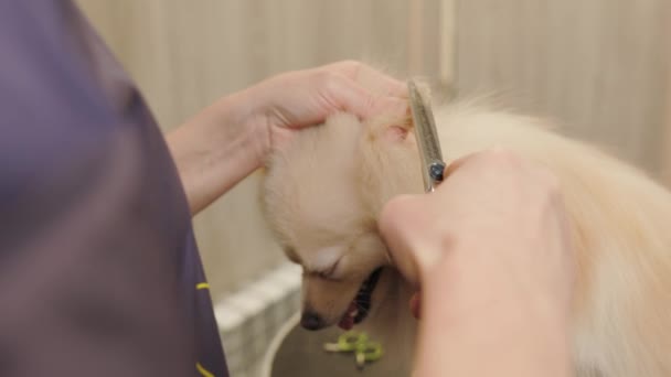Happy Cute White Pomeranian Dog Getting Groomed Salon Professional Cares — Stock Video