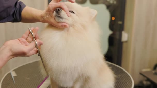 幸せなかわいい白いポメラニアン犬はサロンで手入れを受けています 専門のサロンで犬のための専門的なケア はさみでグルーマーの切断 — ストック動画