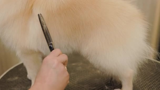 快乐可爱的白色波美拉尼亚犬得到美容院的打扮 专业人员在专门的沙龙里照料狗 用剪刀剪断新郎的头发 — 图库视频影像