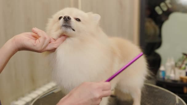 Onnellinen Söpö Valkoinen Pomeranian Dog Saada Groomed Salonki Ammattimainen Hoitaa — kuvapankkivideo