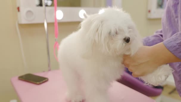 Hundepfleger Mit Slickerbürste Weiße Malteser Tierpflegesalon Groomer Der Einen Malteser — Stockvideo