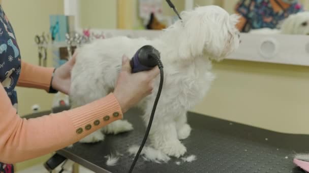 Hundskötsel Maltesiska Knähund Grooming Frisyr Salongen För Djur Grooming Sida — Stockvideo