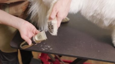 Tımarcı, köpek patilerinin üzerindeki yastıkların arasında patisini traş eder - yakın plan