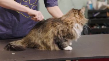Kuaförde hayvan bakımı, Maincoon kedisi taraması. Groomer bir kedinin tüylerini tarıyor, saçlarını kesiyor..
