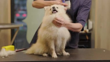 Beyaz Pomeranya Köpeği 'nin kuaförde tımar edilişi kutlu olsun. Özel bir kuaförde köpek bakımı..