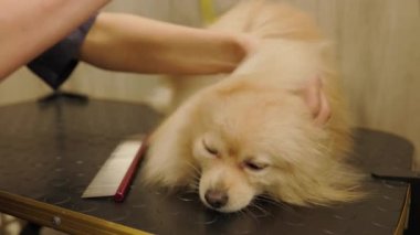 Beyaz Pomeranya Köpeği 'nin kuaförde tımar edilişi kutlu olsun. Profesyonel bakım, özel bir kuaförde köpeğe bakar. Bakım, köpeği saç kurutma makinesi ve tarak ile kurutur..