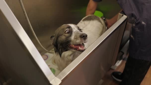 Relajante espuma de baño del divertido perro pembroke corgi galés. Perro tomando un baño de burbujas — Vídeos de Stock