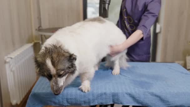 Der Groomer trocknet den Corgi. Friseur trocknet den Föhn Hundefell nach dem Waschen in der Badewanne. Tierpflege im Schönheitssalon. — Stockvideo
