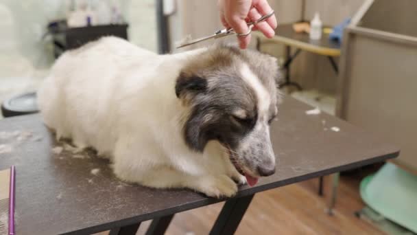 Groomer schneidet die Wolle von Corgi-Hunden mit der Schere. Schöner Haarschnitt für Hund. — Stockvideo