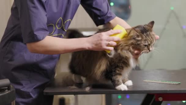 Toilettage, peignage d'un chat Maincoon dans le salon pour les animaux. Groomer gratte la fourrure d'un chat avec un peigne, coupe de cheveux. — Video