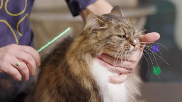 Grooming, kamma en Maincoon katt i salongen för djur. Groomer repor päls av en katt med en kam, hårklippning. — Stockvideo