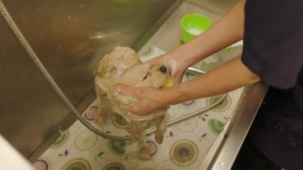 Руки громера ретельно миють собачий шпіц з шампунем у ванні. громер ретельно миє домашнє хутро — стокове відео