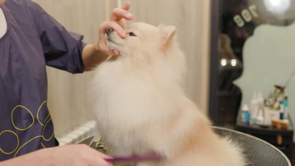 Feliz bonito cão Pomeranian branco ficando preparado no salão. Cuidados profissionais para um cão em um salão de arrumação especializado. — Vídeo de Stock