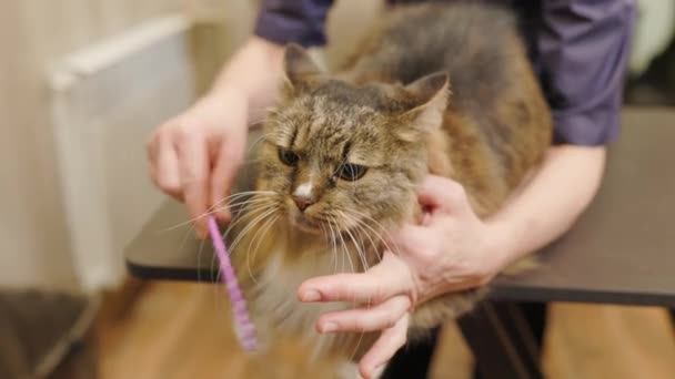 Grooming, combing a Maincoon cat in the salon for animals. Groomer scratches the fur of a cat with a comb, hair cutting. — Stock Video