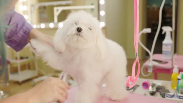 Θηλυκό groomer βούρτσισμα μαλτέζικο σκυλί στο σαλόνι καλλωπισμού. — Αρχείο Βίντεο