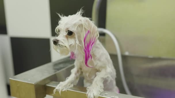 Bolonka Maltés temblor de frío después de lavar y pintar las orejas de color rosa — Vídeos de Stock