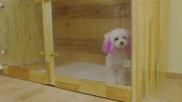Retrato de maltés con orejas pintadas de rosa sentadas en jaula detrás del cristal. Hermoso perro posando en refugio esperando al dueño. — Vídeos de Stock
