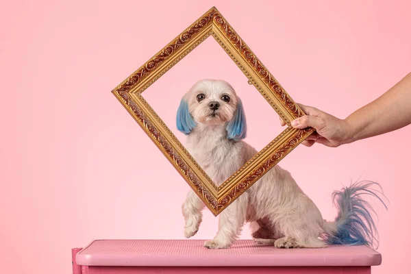 Мальтийская собака с раскрашенными ушами и хвостом в синий цвет смотрит через фоторамку — стоковое фото
