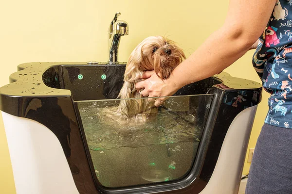 Yorkshire Terrier in the bathroom in the beauty salon for dogs. Care for yorkshire terriers close-up. Veterinarian. Groomer.